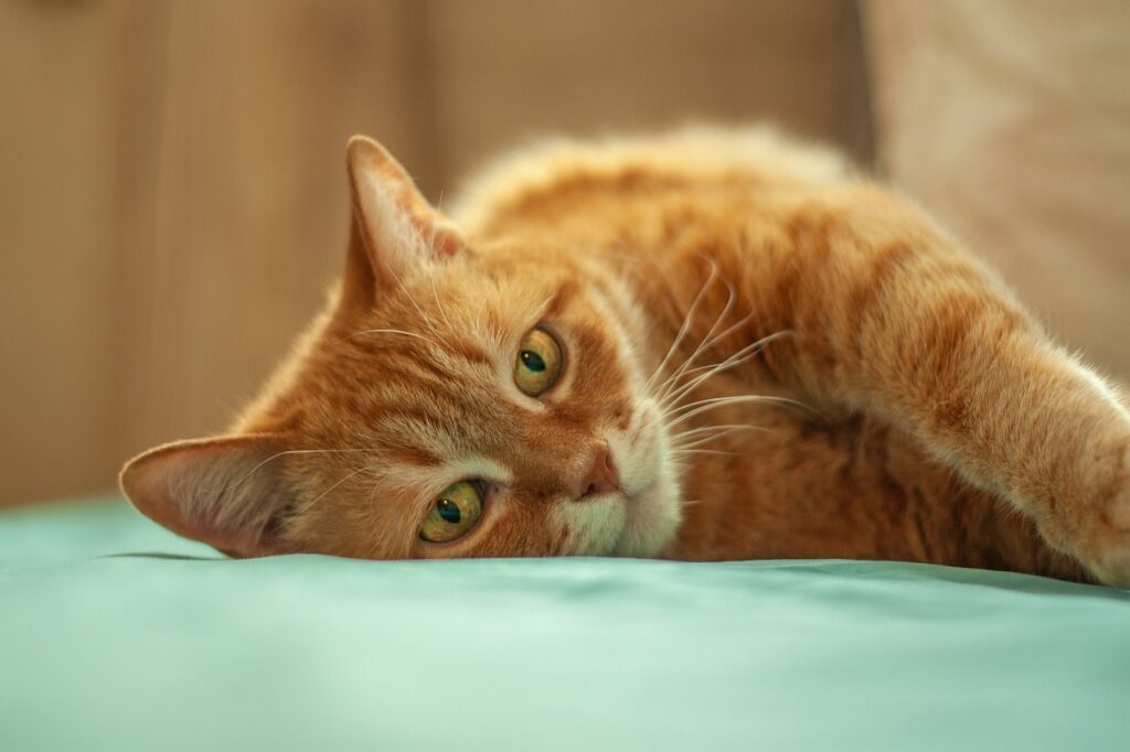 Curiosidades Sobre o Gato: Fatos Surpreendentes Que Você Precisa Conhecer