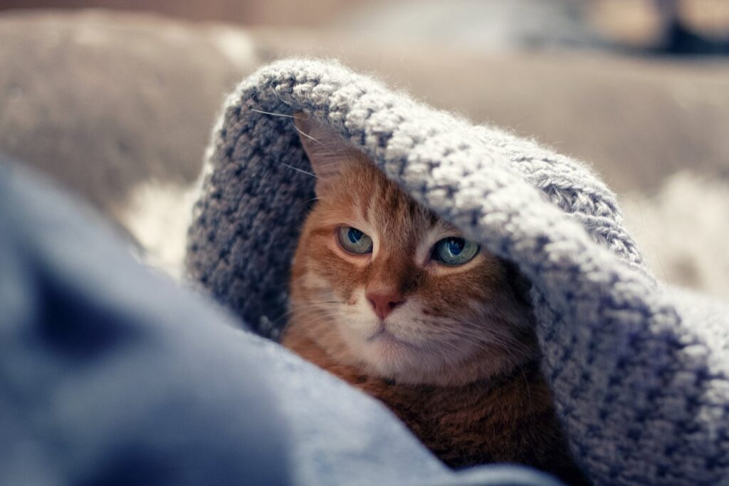 curiosidades-sobre-o-gato-fatos-surpreendentes-que-voce-precisa-conhecer