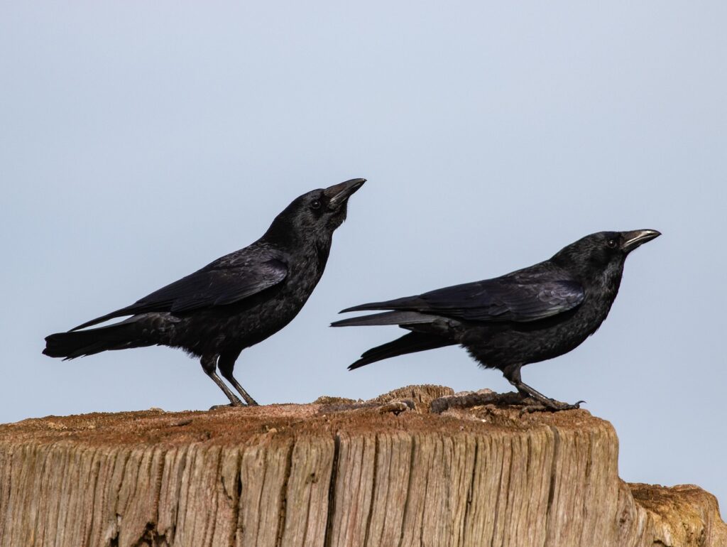como os corvos se comunicam Como os corvos se comunicam?