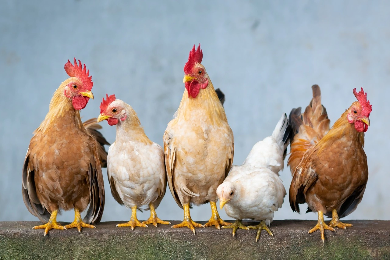 Qual é a origem da gripe aviária? Qual é a origem da gripe aviária? gripe aviaria,